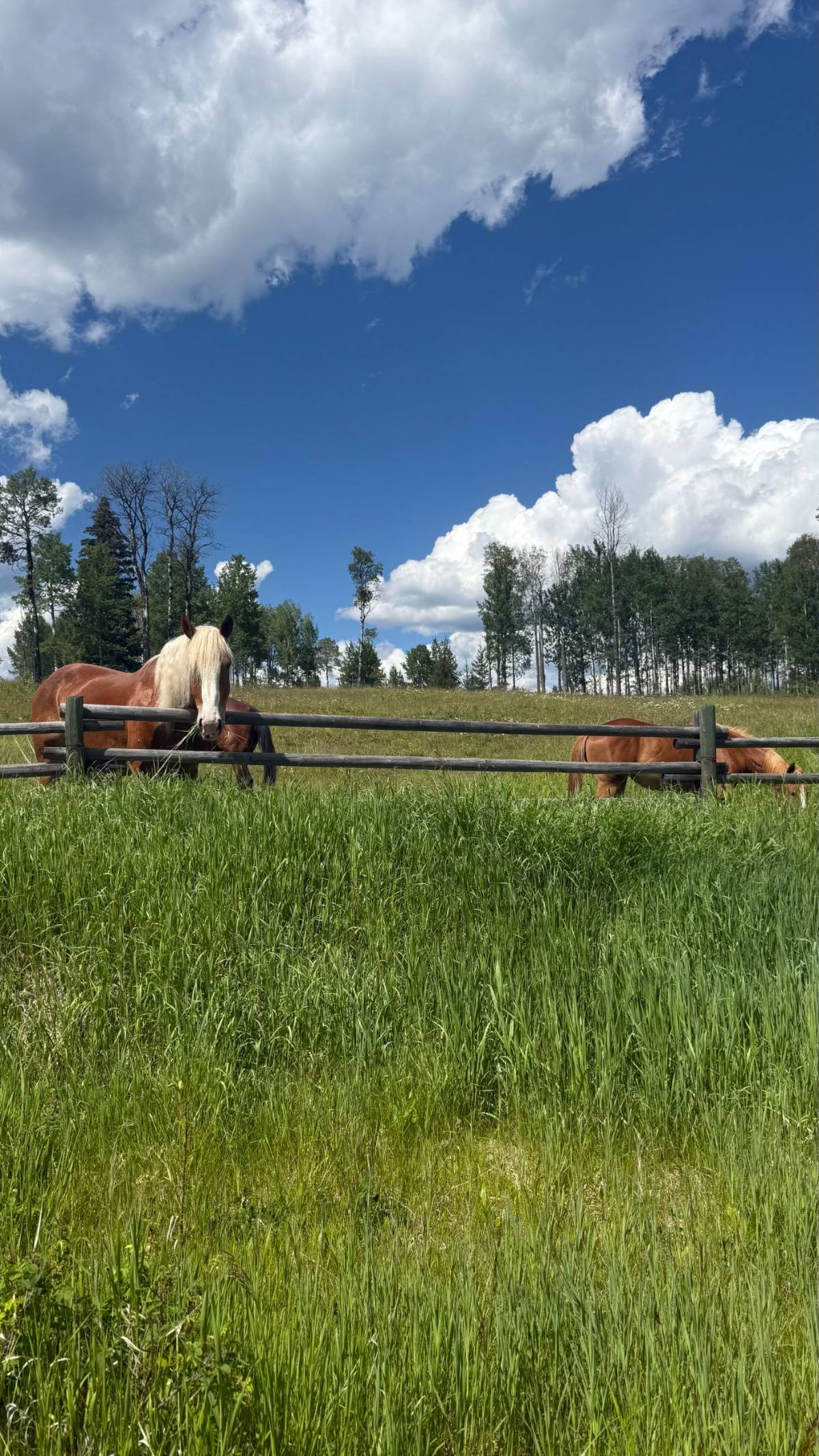 Gus and Aspen grazing in a Cariboo pasture under a big sky