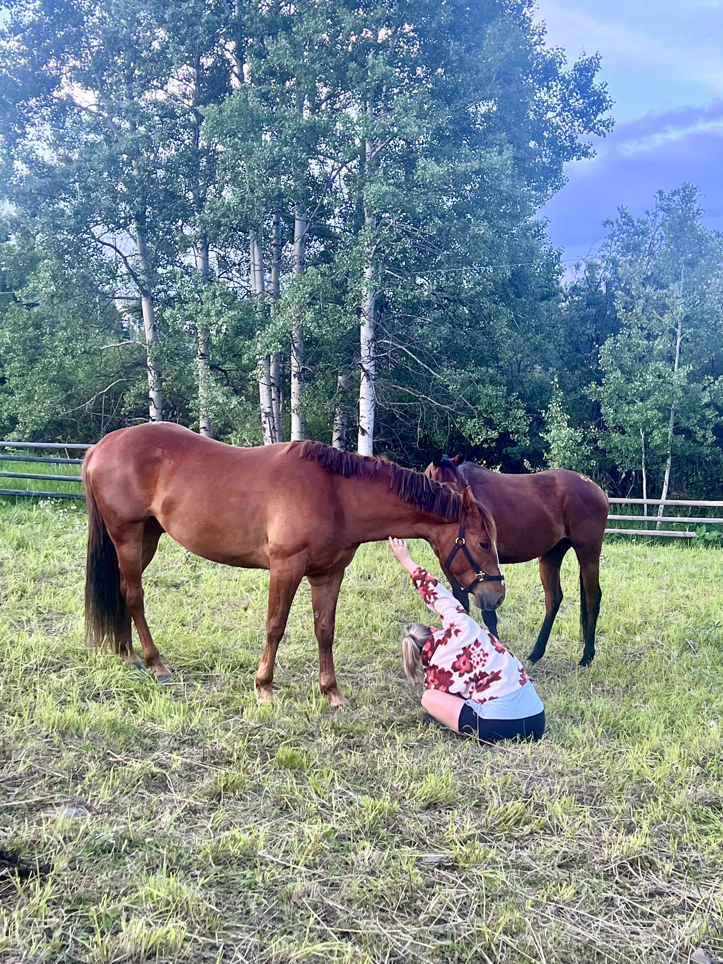 A person reaching up to greet a chestnut horse in a paddock