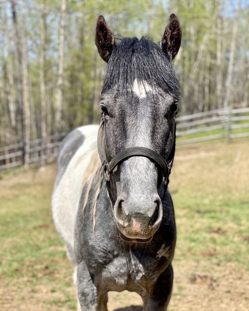 Ivy, a grey roan paint