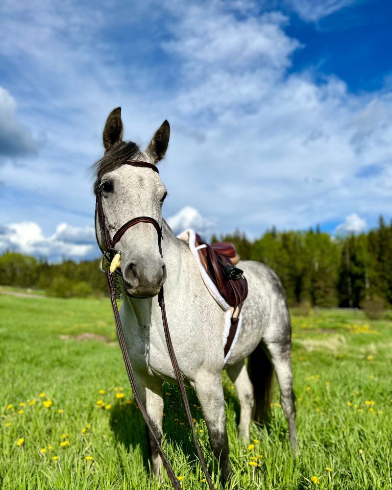 Ren, a dapple grey Thoroughbred cross