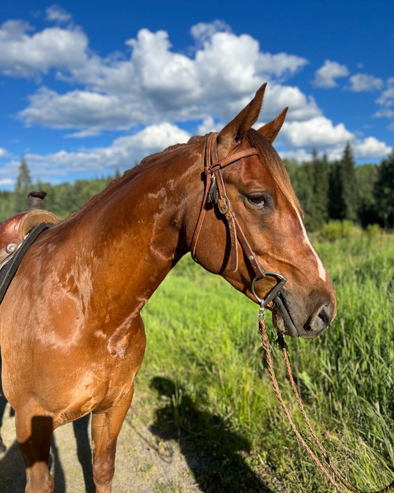 Rowan, a sorrel Quarter Horse cross