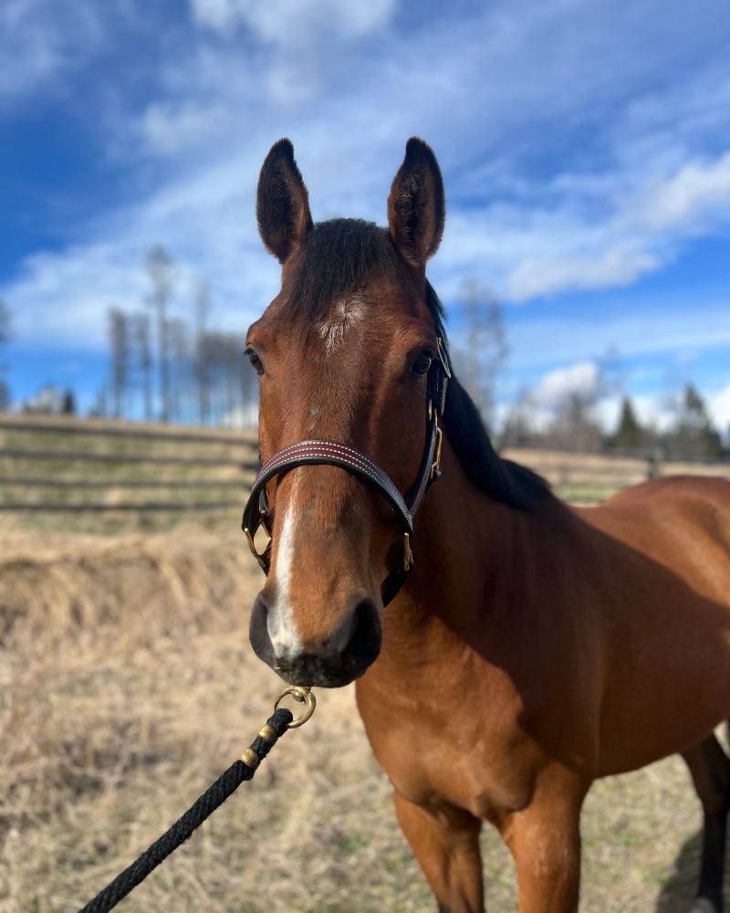 Theo, a bay horse