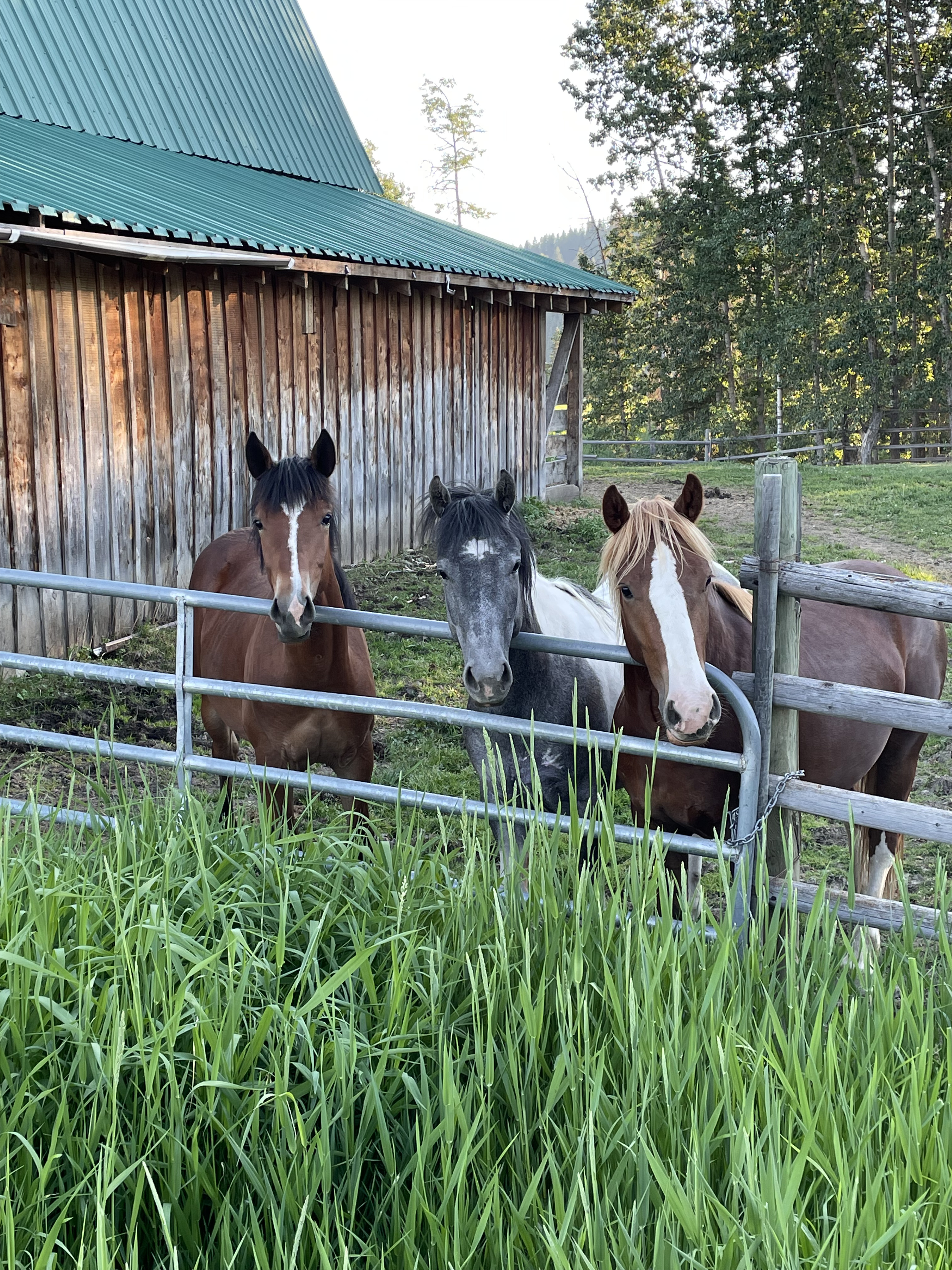 Three horses at a fence