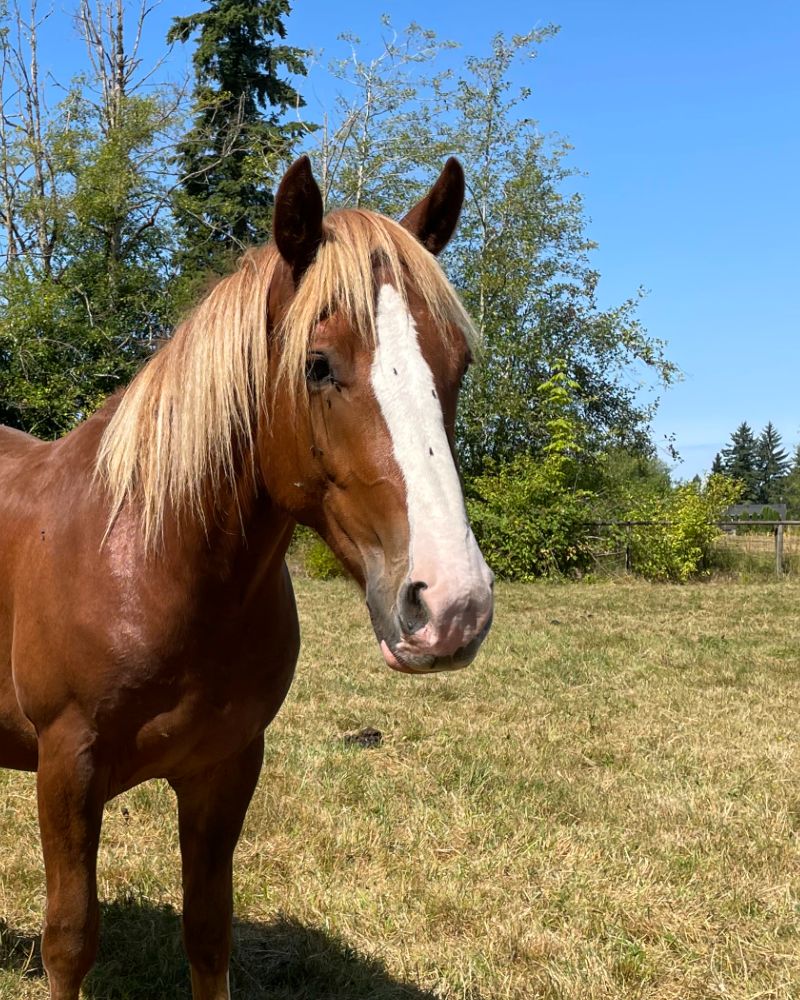 Tucker, a chestnut and flaxen draft cross